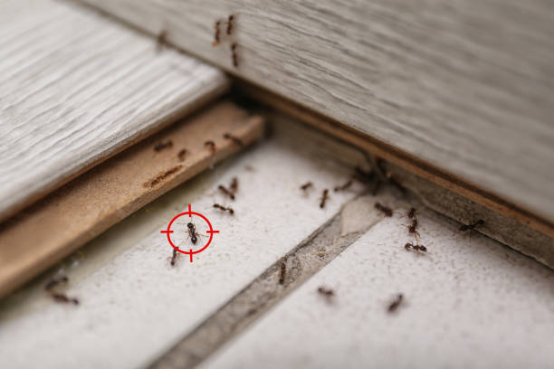 Best Mosquito Control Services  in Mustang, OK