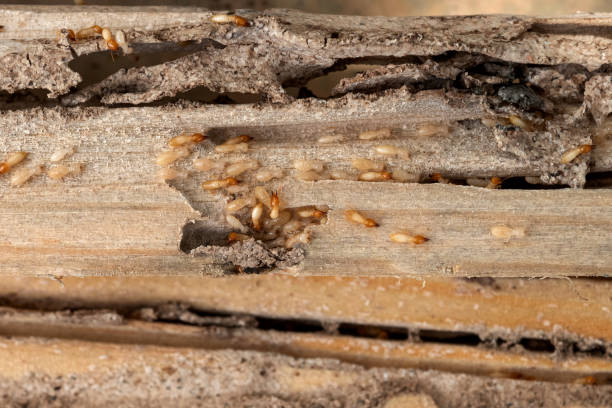 Best Exterminator Services  in Mustang, OK