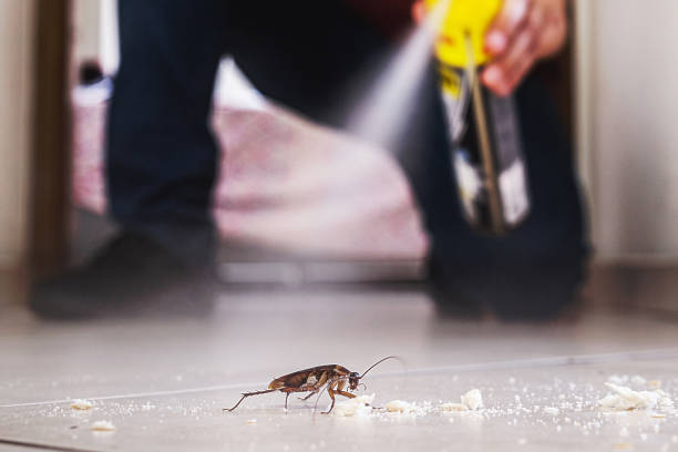 Best Wasp Removal Services  in Mustang, OK