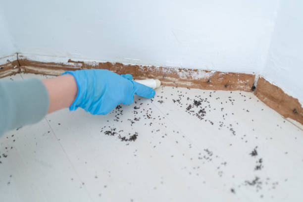Best Termite Control Services  in Mustang, OK